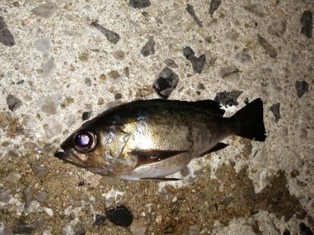 釣り物の移り変わり
