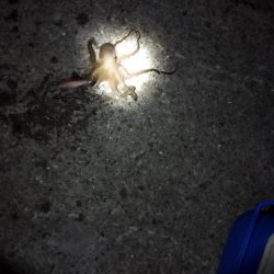 🐙新春初タコ🐙