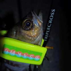 2024/01/04 南港ライトゲーム釣行 (メバル狙い)