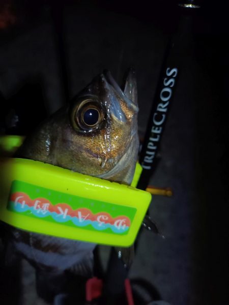 2024/01/04 南港ライトゲーム釣行 (メバル狙い)