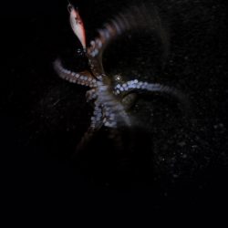 🐙まぁまぁでかタコ🐙