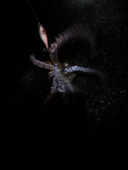 🐙まぁまぁでかタコ…