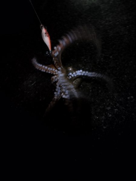 🐙まぁまぁでかタコ🐙