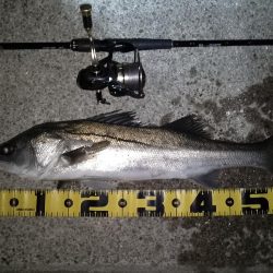 夜光虫が厄介…