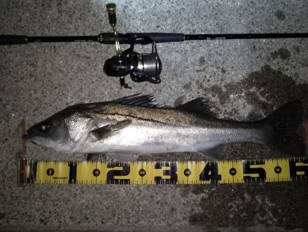 夜光虫が厄介…