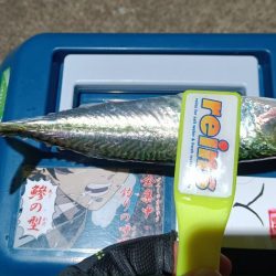 2024/01/08 南港ライトゲーム釣行 (アジ狙い)