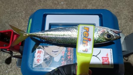 2024/01/08 南港ライトゲーム釣行 (アジ狙い)