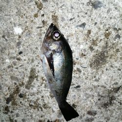 メバル釣れてます