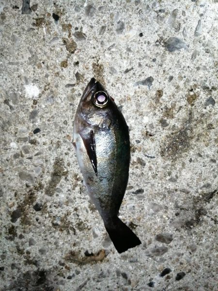 メバル釣れてます