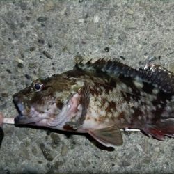 2024/01/16 南港ライトゲーム釣行 (ロックフィッシュ狙い)