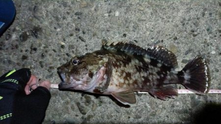 2024/01/16 南港ライトゲーム釣行 (ロックフィッシュ狙い)