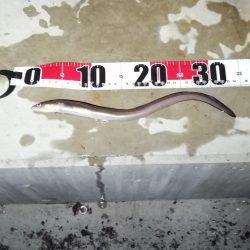 爆風がお休みな淡路島西側