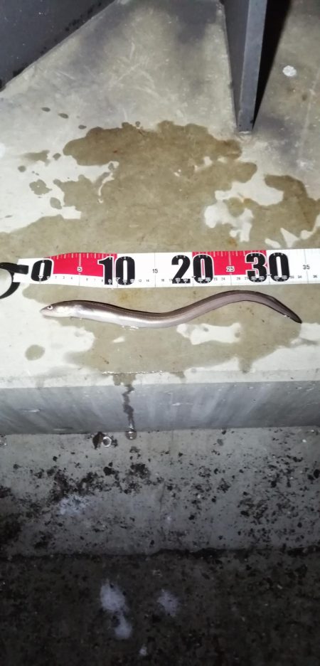 爆風がお休みな淡路島西側