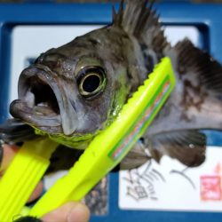 2024/01/27 南港ライトゲーム釣行 (メバル狙い)