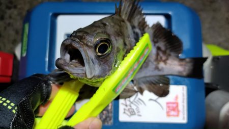 2024/01/27 南港ライトゲーム釣行 (メバル狙い)