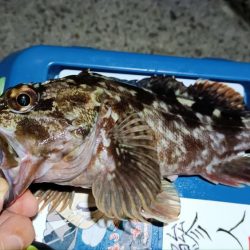 2024/01/28 南港ライトゲーム釣行 (ロックフィッシュ狙い)