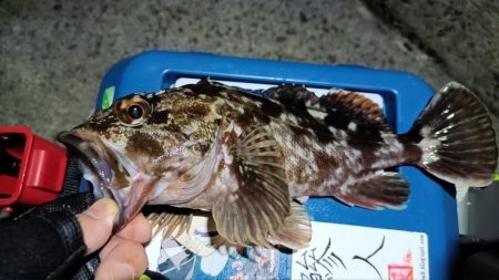 2024/01/28 南港ライトゲーム釣行…