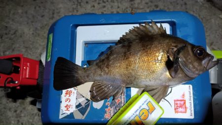 2024/01/29 南港ライトゲーム釣行 (一応メバル狙い？)