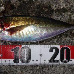 なんとか尺アジ