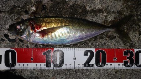 なんとか尺アジ