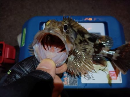 2024/01/30 南港ライトゲーム釣行 (ロックフィッシュ狙い)