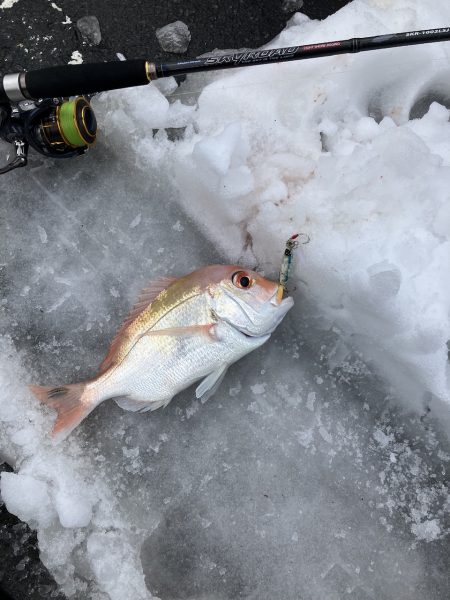 サゴシ&レンコダイ