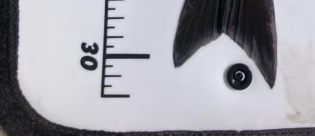 初のグレフカセ1日目