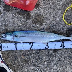 初釣りはサゴシ