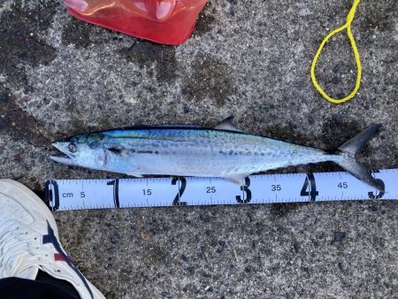 初釣りはサゴシ