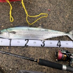 久しぶりのマルチヒット