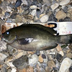 釣り納めはグレ狙い