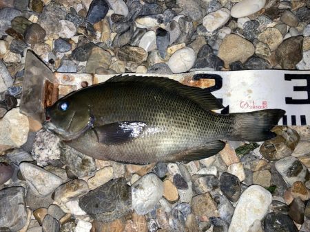 釣り納めはグレ狙い