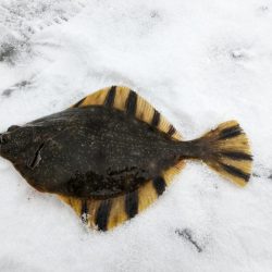 小樽港でカワガレイ、ハゼとチカ上がる！！　ニシン釣れず