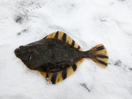 小樽港でカワガレイ、ハゼとチカ上がる！！　ニシン釣れず