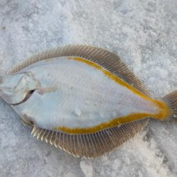 小樽港でスナガレイと大ハゼ上がる！！サビキではイカナゴ２桁釣果！！