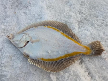 小樽港でスナガレイと大ハゼ上がる！！サビキ…