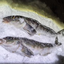 積丹の漁港でホッケ上がる!!道内ホッケが本格化!?