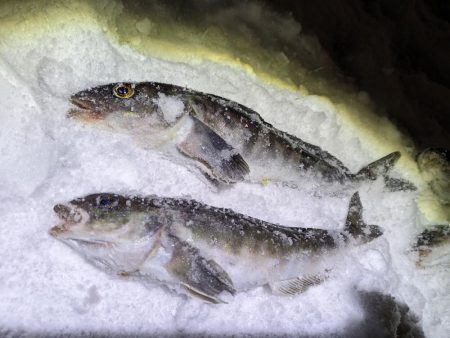 積丹の漁港でホッケ上がる!!道内ホッケが本格化!?