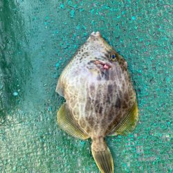 カワハギ撃渋