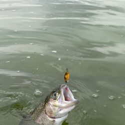 1月31日も放流ありで釣れ釣れ