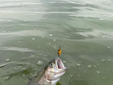 1月31日も放流ありで釣れ釣れ
