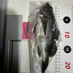 久々のデカメバル