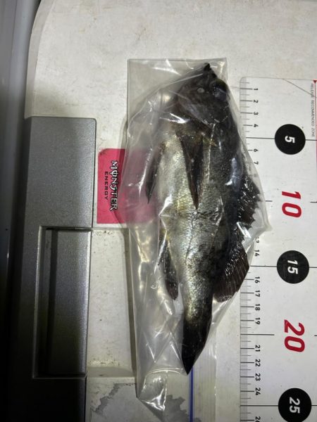 久々のデカメバル