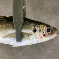 まだまだアジ釣れてます