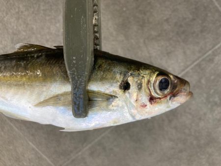 まだまだアジ釣れてます