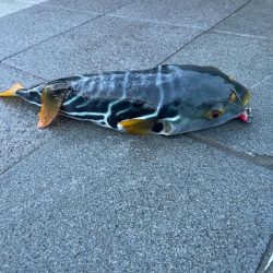 新年初の釣り