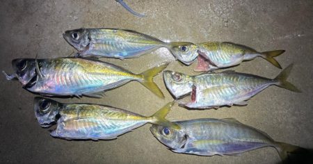 ナイトアジング