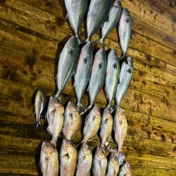 あなたに逢い鯛釣り堀 夕まずめ