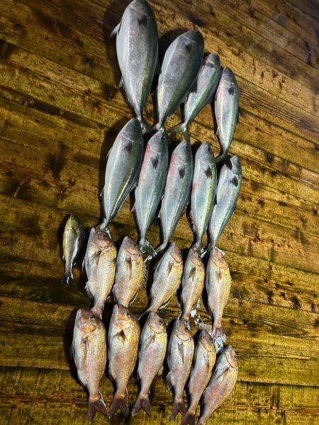 あなたに逢い鯛釣り堀 夕まずめ