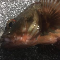 釣り始めはガシラから